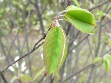 saskatoon leaves