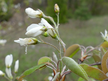 saskatoons in spring