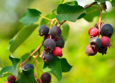 serviceberries