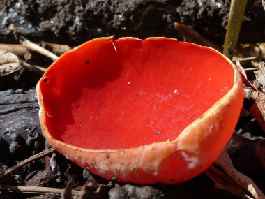 scarlet cup closeup