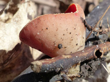 scarlet cup stem