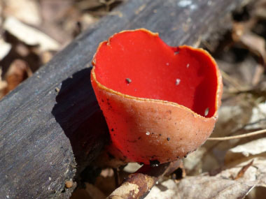 scarlet cup