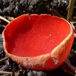 Scarlet Cup