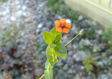 Anagallis arvensis