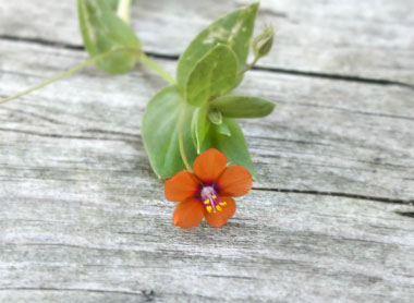 scarlet pimpernel flower