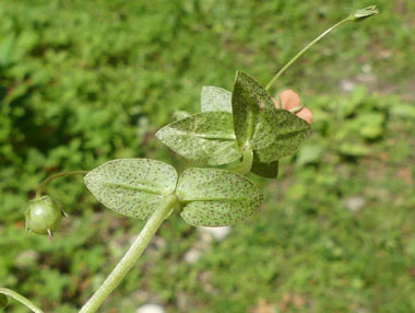 scarlet pimpernel leaf
