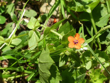 scarlet pimpernel plant