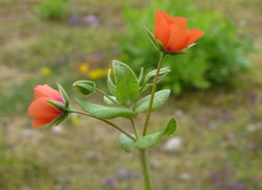 scarlet pimpernel