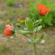 Scarlet Pimpernel