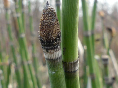 fertile Equisetum hyemale