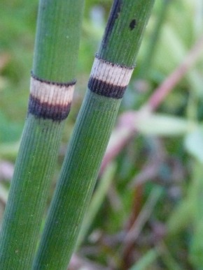 scouring rush closeup