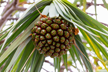 Pandanus utilis