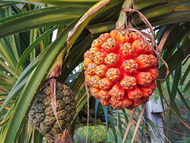 screwpine fruit