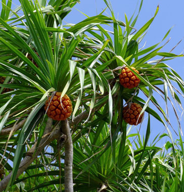 screwpine leaves