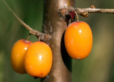 Hippopha 0rhamnoides berries