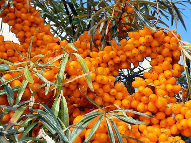 sea buckthorn berries