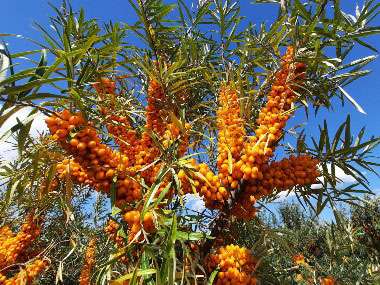 sea buckthorn branches