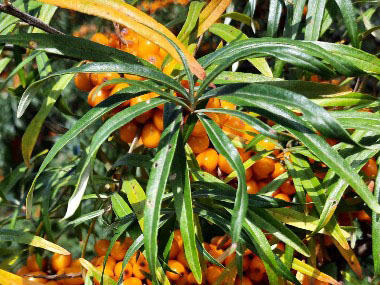 sea buckthorn leaves