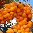 Sea Buckthorn