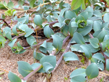 Mertensia maritima