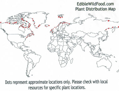oysterleaf distribution map