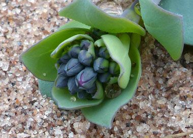 sea lungwort budding flowers