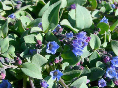 sea lungwort flowers