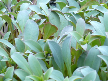 sea lungwort leaves