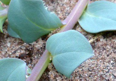 sea lungwort stem