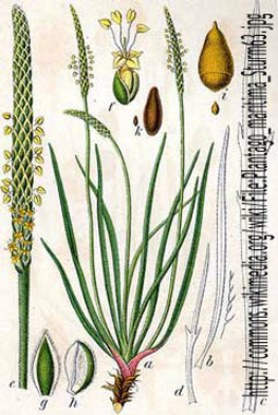 Plantago maritima