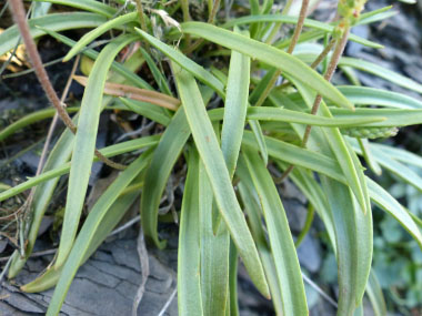 sea plantain leaves