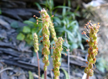 sea plantain many seeds