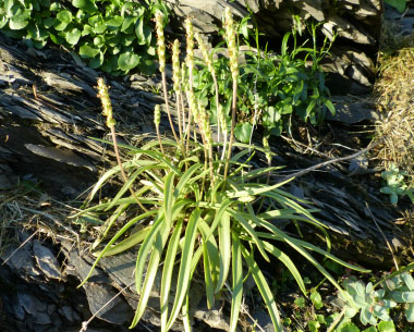 sea plantain plant