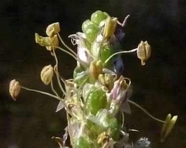 sea plantain seeds