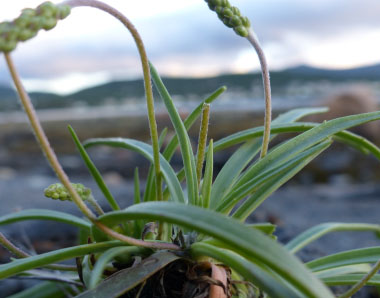 sea plantain