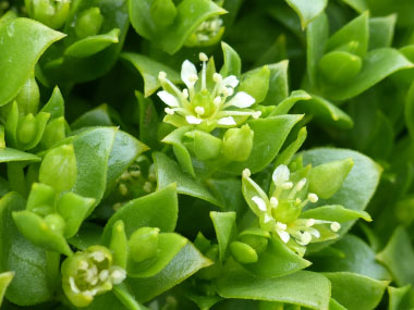 sea sandwort flowers