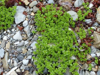 sea sandwort plant