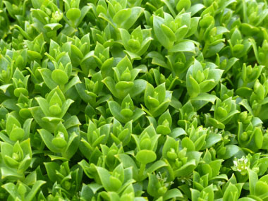 sea sandwort runners