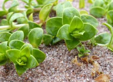 seaside sandplant leaves