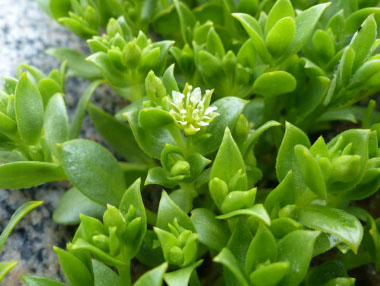 seaside sandplant plant