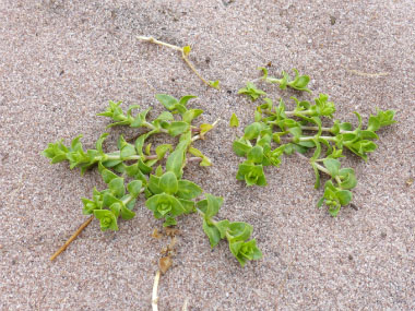 seaside sandplant