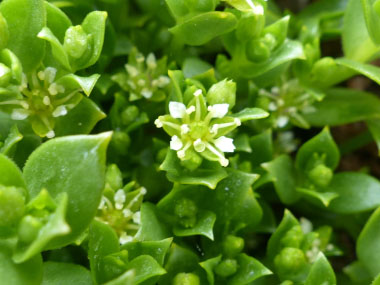 seaside sandwort flowers