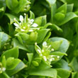 Sea Sandwort