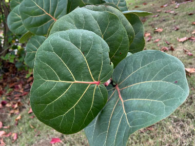 seaside grape leaves