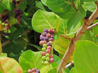 seaside grapes