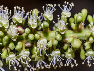 seasside grape flowers