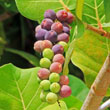 Seaside Grapes