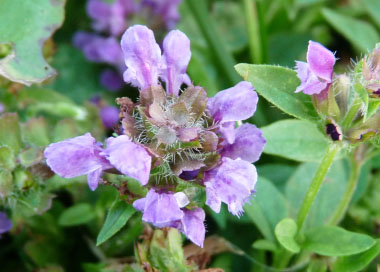 Prunella vulgaris flower