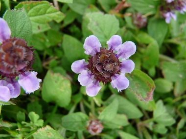 Prunella vulgaris picture