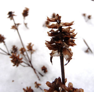 Prunella vulgaris winter